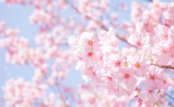 浪速区のお花見スポット・桜